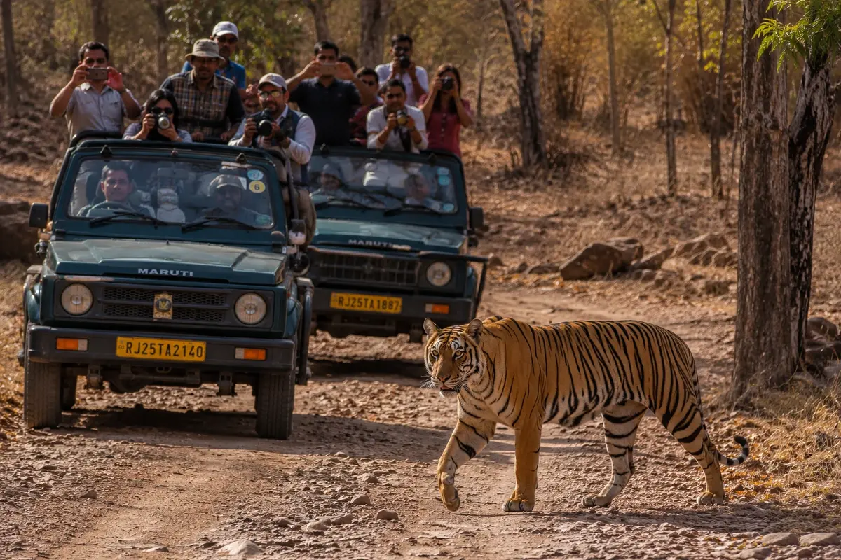 Bengal tiger crossing a forest trail in Ranthambore National Park while safari visitors observe from open jeeps.