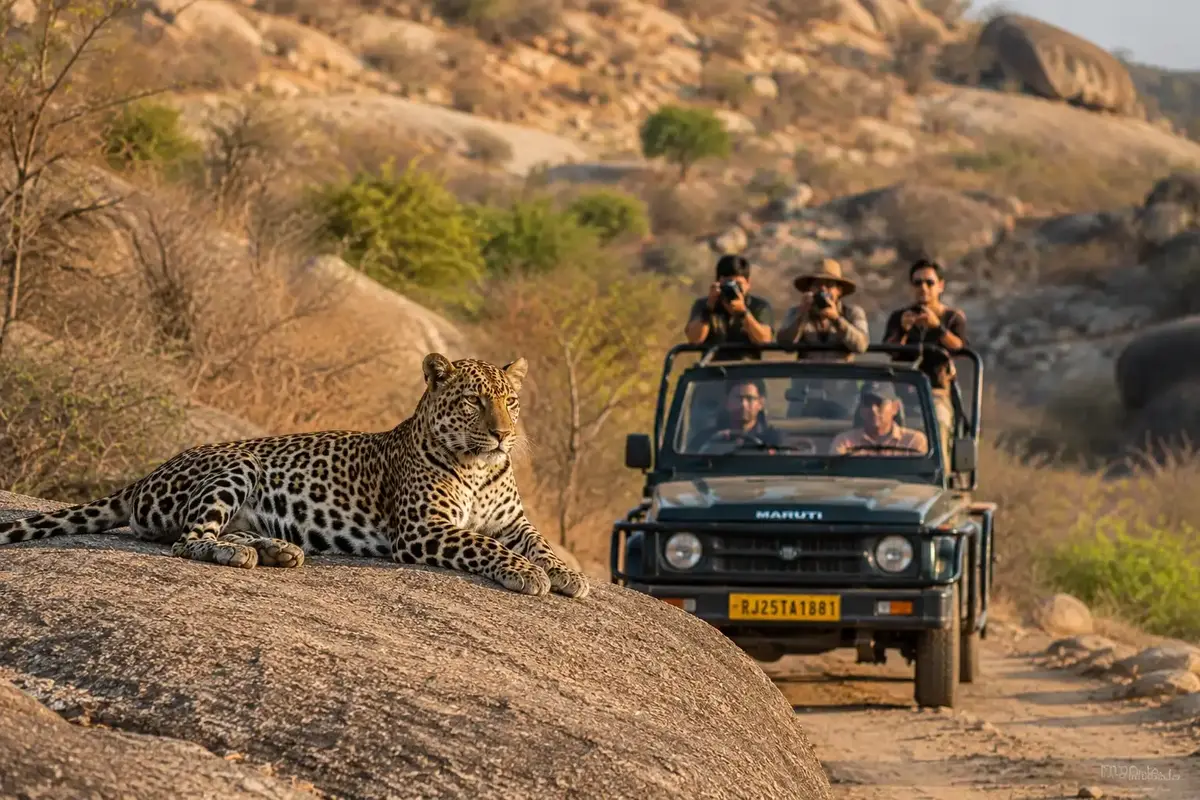 Leopard resting on granite rocks during a Jawai safari in Rajasthan