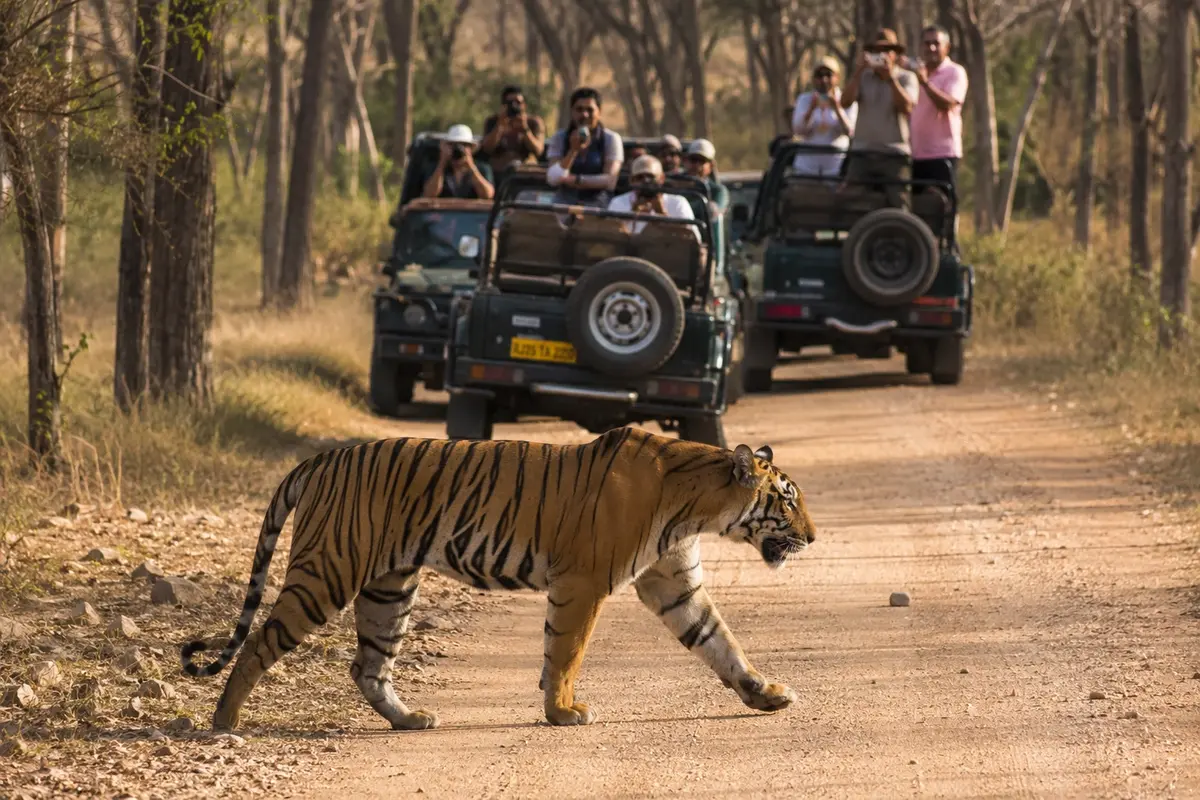 Bengal tiger crossing a forest safari trail in Ranthambore National Park, Rajasthan, while visitors observe from open safari jeeps amidst dry deciduous woodland.